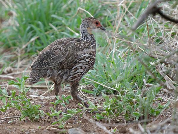 <h3><a href="/trips/tanzania/biota/animalia/chordata/aves/006 galliformes/005 phasianidae/pternistis leucoscepus/pternistis leucoscepus-nl.html">Pternistis&nbsp;leucoscepus</a> / Yellow‑necked&nbsp;spurfowl / Geelkeelfrankolijn</h3>OM-1 Mark II met OLYMPUS M.150-400mm F4.5 TC, 1/1600 sec  bij F5.6, ISO 10000, afstand 24.6&nbsp;m
